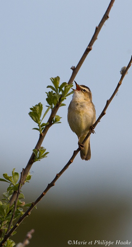 Phragmite 7175_wm.jpg - Phragmite des joncs, Sedge Warbler, Acrocephalus schoenobaenus (Hornborgasjön, Suède, mai 2011)